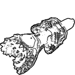 hole opener steel tooth pilot bit